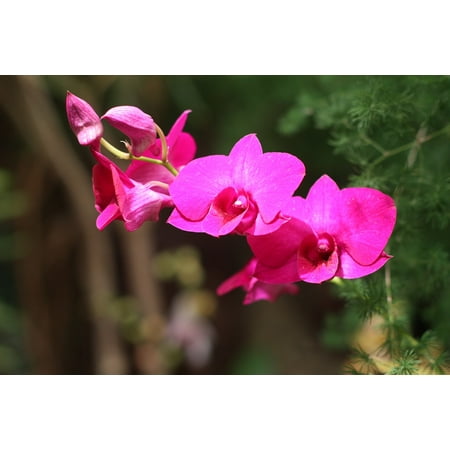- Peel-n-Stick Poster of Natural Pink Bloom Flower Orchid Tropical NaturePoster 24x16 Adhesive Sticker Poster Print