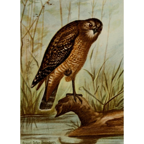 Download Bird Life 1901 Red-shouldered Hawk Poster Print by Ernest ...