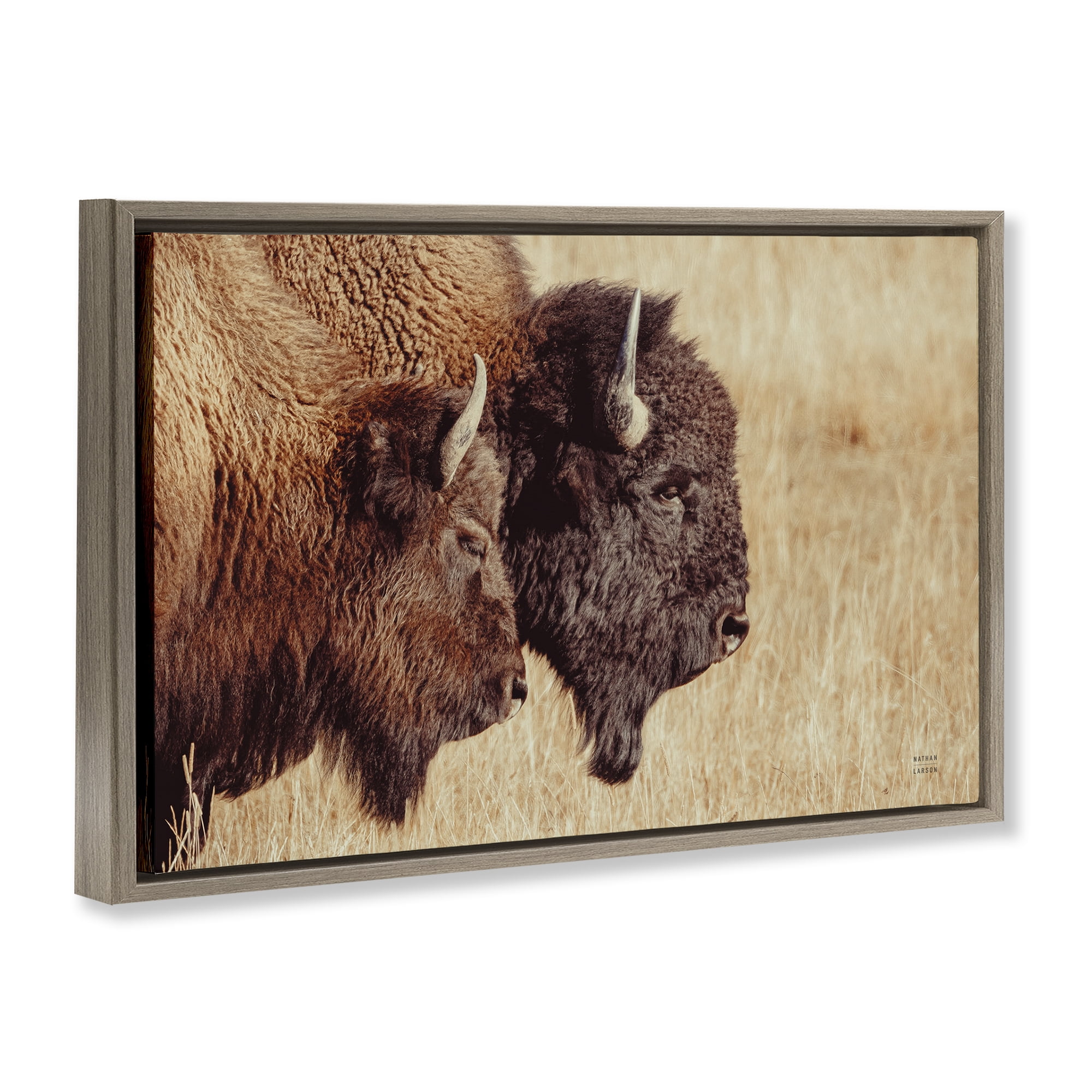 Stupell Industries Bison Pair in Countryside Animals Photography Brown Floater Framed Canvas Art Print Wall Art, 25 x 17