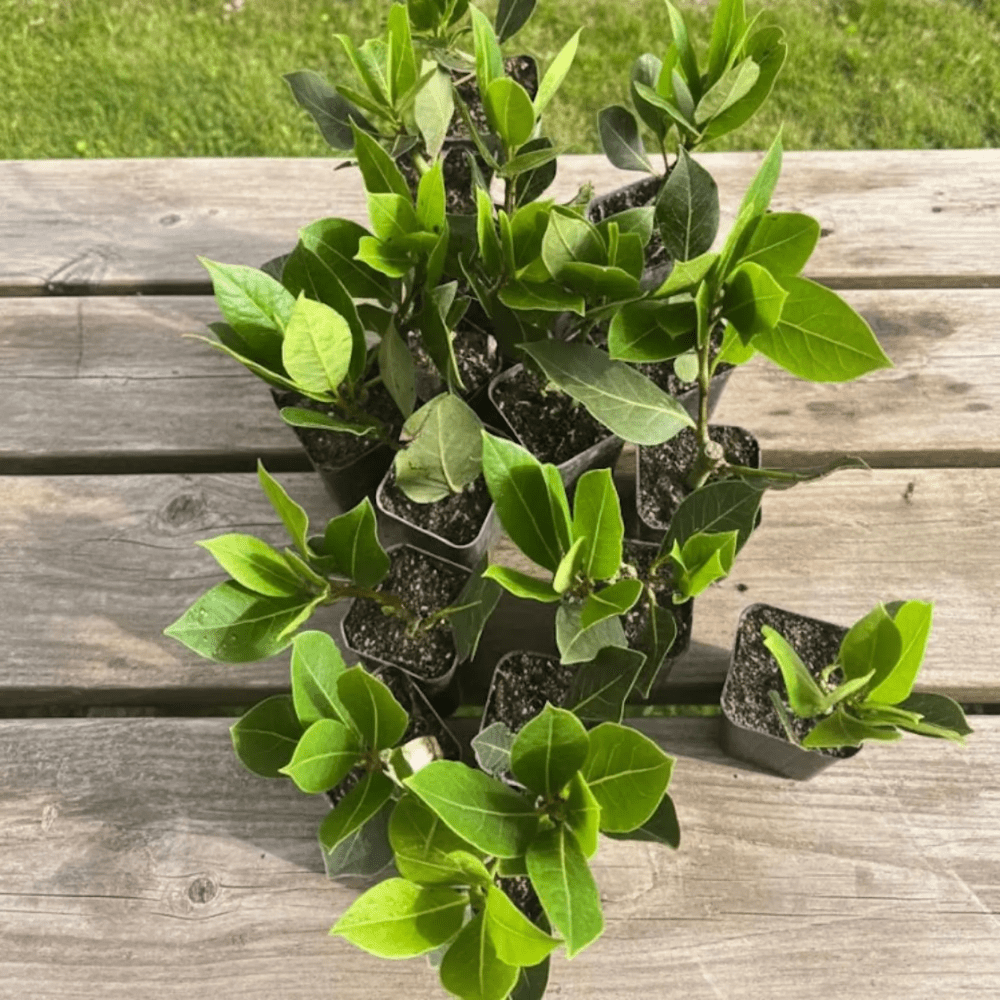 Bay Leaf Laurel Tree in Pot, 8-10'' Tall, Bay Laurus Nobilis Plant Live, Bay Leaf Laurel Live Plant, Fragrant Tree