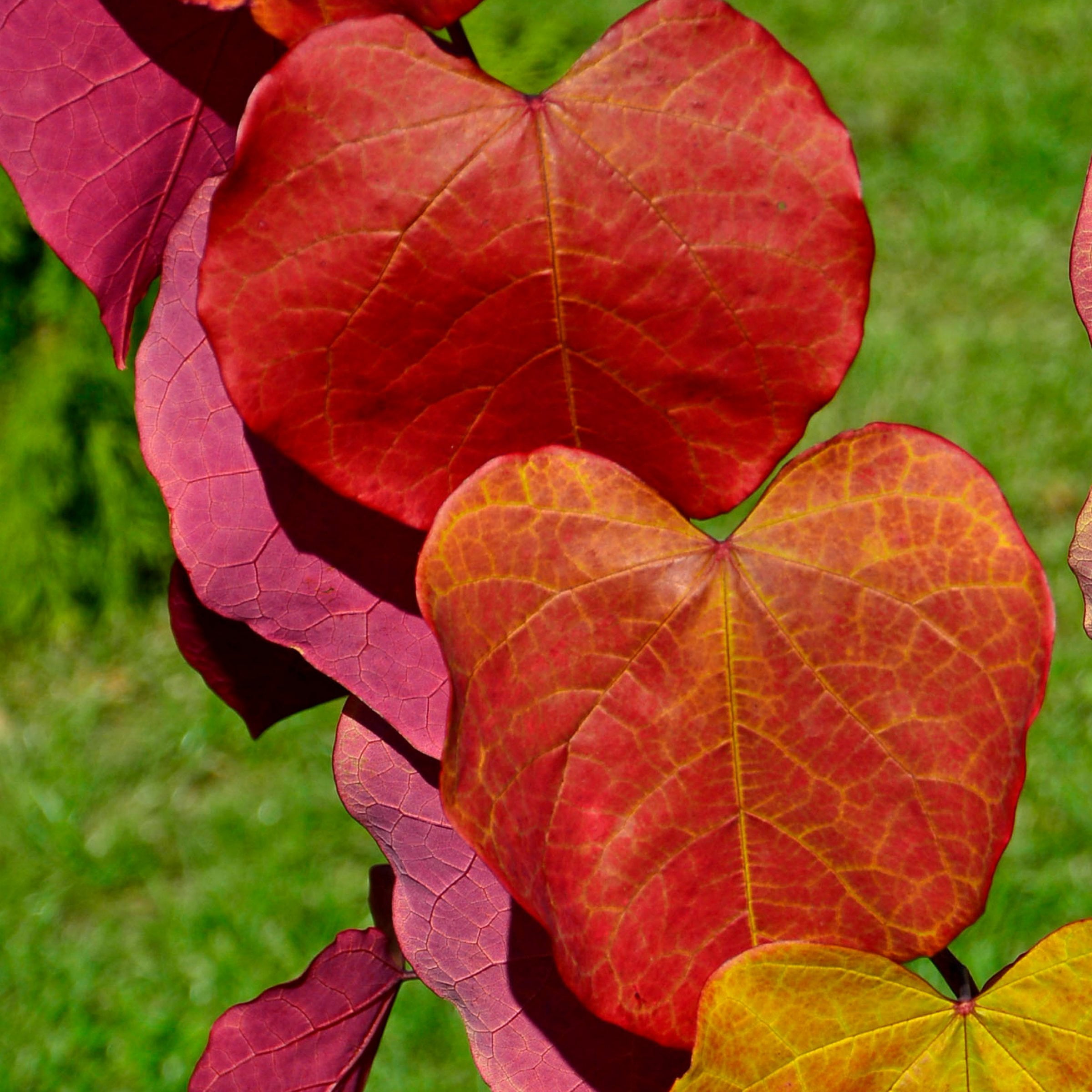 National Plant Network 2 gal. Redbud Hearts A Fire Tree