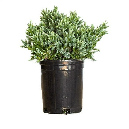 Expert Gardener Blue Star Juniper (2.5 Quart) Low-Growing Groundcover Evergreen Shrub - Full Sun Live Outdoor Plant