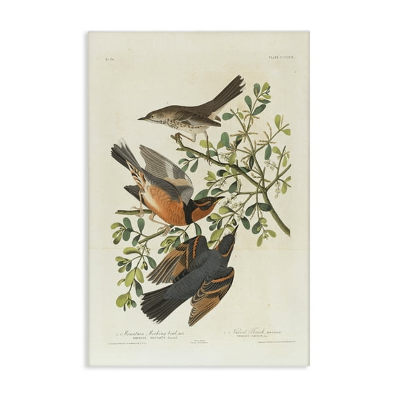 Stupell Industries Classic Audubon Bird Study Animals Painting Wrapped Canvas Art Print Wall Art, 16 x 24