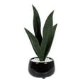 thumbnail image 1 of Kotera Snake Plant in Ceramic Pot, 1 of 8