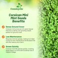 thumbnail image 3 of Outsidepride Mentha Corsican Mini Mint Seeds MVR1&nbsp;for Planting - Pellets Perennial Drought-Tolerant Creeping Ground Cover Seeds for Lush, Aromatic Gardens, Ideal for Low-Maintenance Landscaping, 3 of 3