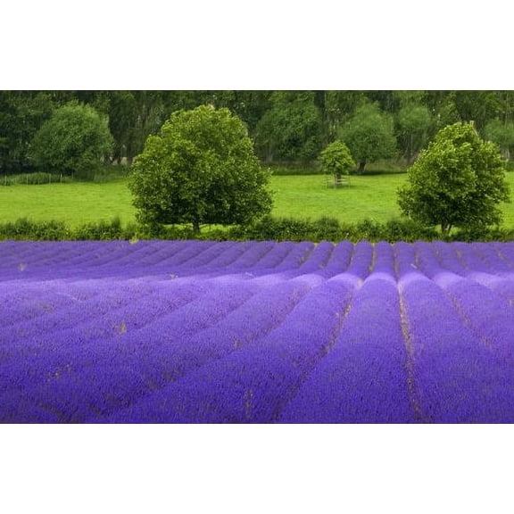 Lavender Common English Nice Garden Flower 1,000 Seeds