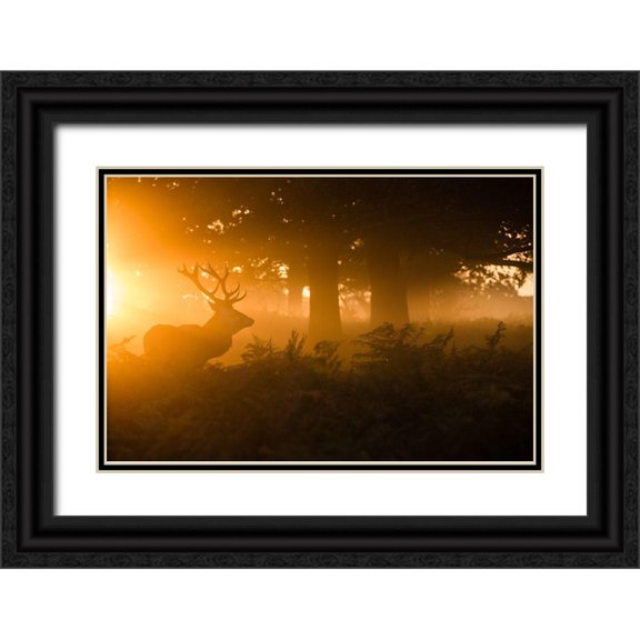 Harling, Stuart 24x17 Black Ornate Wood Framed with Double Matting Museum Art Print Titled - Stag in the mist