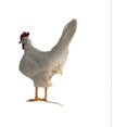 thumbnail image 1 of Lámpara de escritorio de pollo Lámpara de huevo LED Luz nocturna Lámpara de escritorio de huevo de taxidermia, 1 of 5