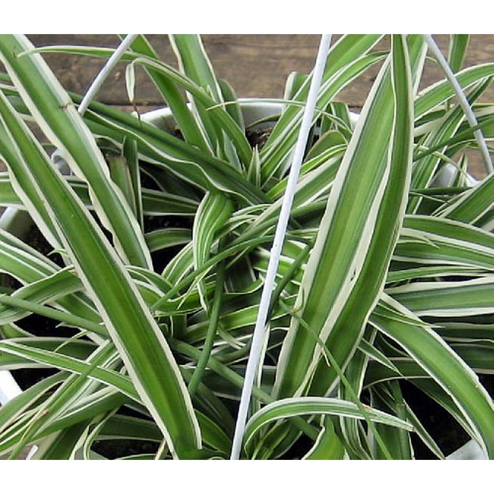 Reverse Variegated Spider Plant Easy to Grow/Cleans the Air 2.5