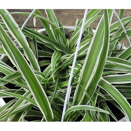 Reverse Variegated Spider Plant - Easy to Grow -Cleans the Air-6