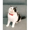 thumbnail image 4 of 2 Pcs Kitten Bow Tie Collar with Bell Cute Cat Collar for Girl Boy Dogs Breakaway Cat Collars Adjustable Small Puppy Safety Collar Plaid Pet Collar, 4 of 6