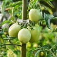 thumbnail image 3 of 200 Pieces Tomato Plant Clips, Climbing Clips, Garden Plastic Clips, For Vegetables, Plants, Tomatoes-white - CHUNCC, 3 of 5