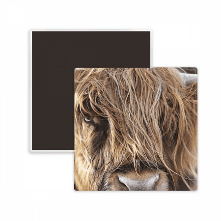 

m Animal Buffalo Square Ceracs Fridge Magnet Keepsake Memento
