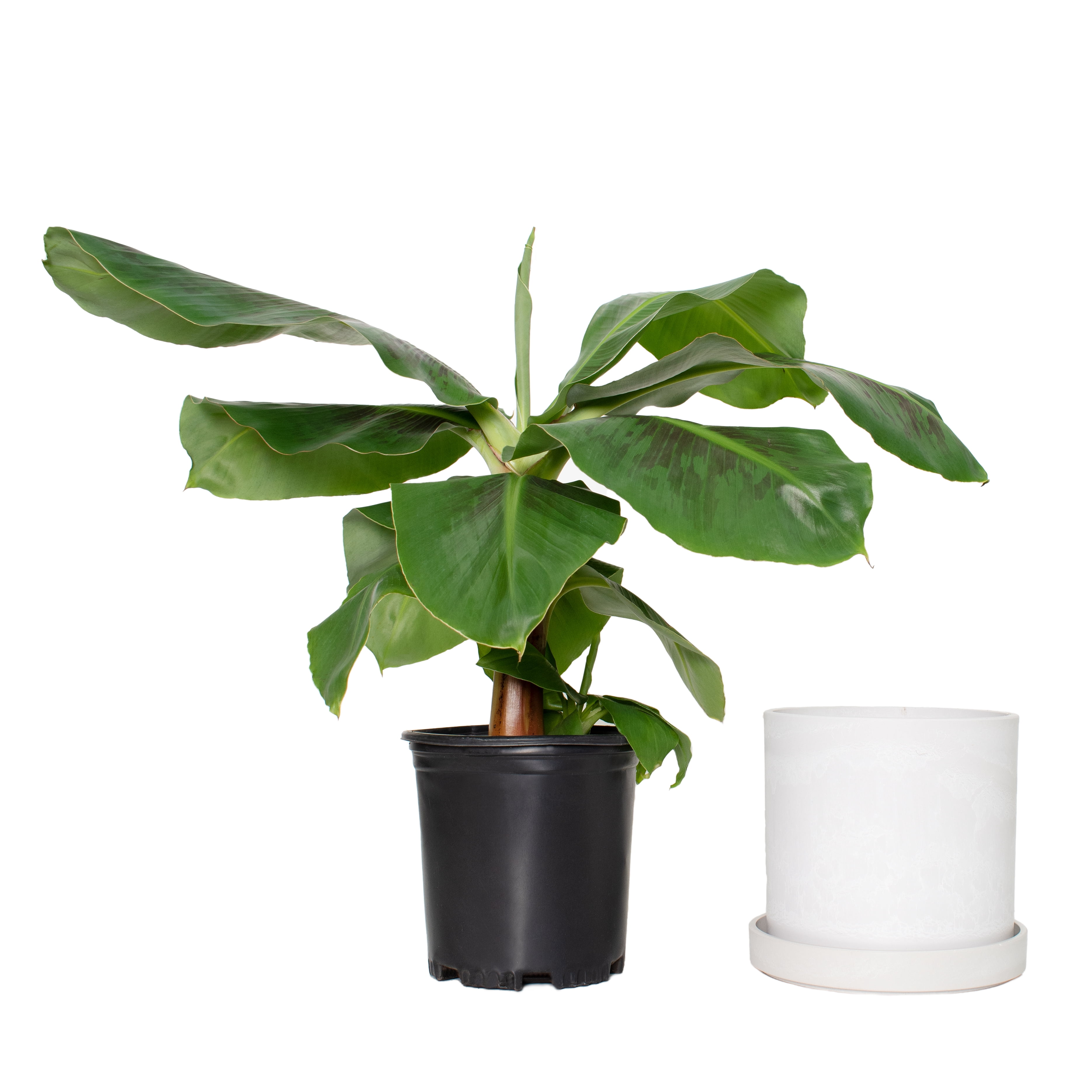 Plant with Purpose 7 in. Stonewash Recycled Planter w/saucer and 8 in. Banana Dwarf Cavendish