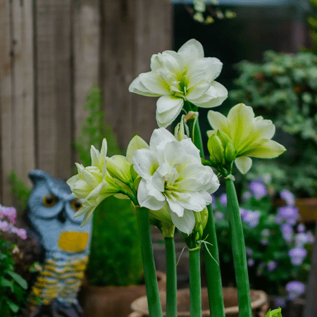 

Amaryllis bulbs Home Garden Decoration Bright for Planting Perennials Bulbs for Planting Pots to Grow