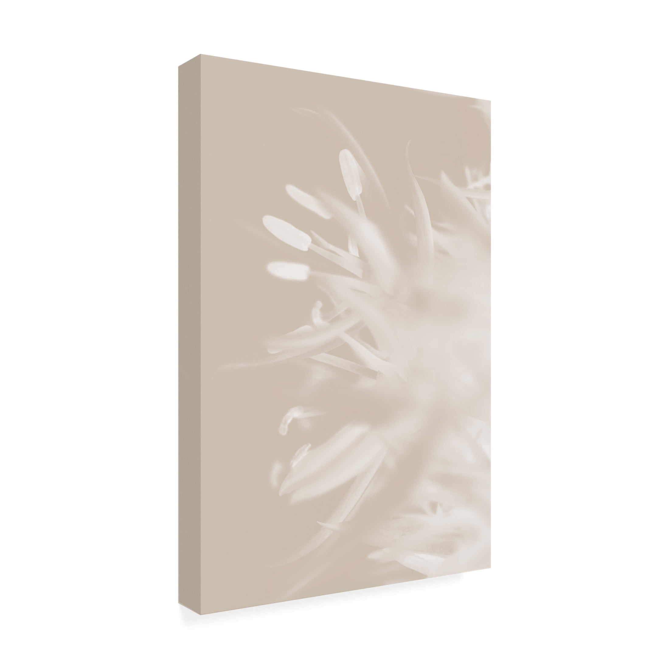 Trademark Fine Art Pictufy Studio Flower Beige 1 Canvas Wall Art