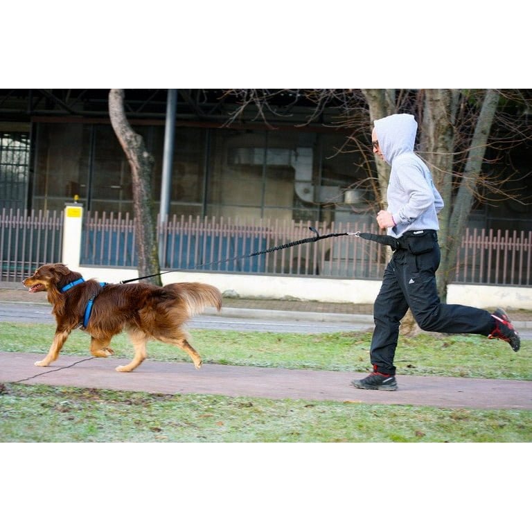 Dog trekking cheap belt