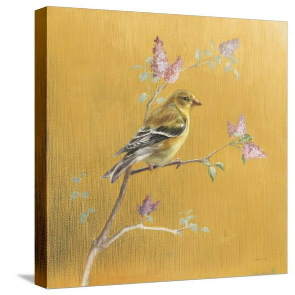 Art.com Female Goldfinch on Gold Stretched Canvas Print Wall Art by Danhui Nai, 16" x 16"