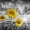 Sunflowers In Sunset Yellow Color Pop, variant on Elephant Stock Sunflowers In Sunset Yellow Color Pop Wall Art - Horizontal Canvas Wall Art - Living Room Wall Decor - Floral And Botanical Canvas - Orange And Gray Decor By Melanie Viola - 12" x 8"