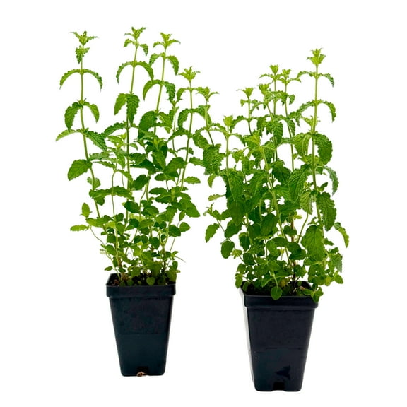 2 Strawberry Mint Live Plants in 2.5-inch Nursery Cubes | Mentha × piperita 'Strawberry' | Easy-Care Edible Perennial Herb, Minty-Strawberry Flavor