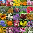 thumbnail image 3 of Valley Farms Wildflower Meadow Seed Mix  (1 LB / covers 1000 sq. feet), 3 of 3