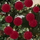 thumbnail image 5 of Bola de Navidad Flocking 6cm,12pcs,Adornos de Árbol de Navidad de terciopelo pintado,Bolas de Navidad para decoración de vacaciones,Bola de fieltro para árbol de Navidad,Bola de fieltro para, 5 of 7