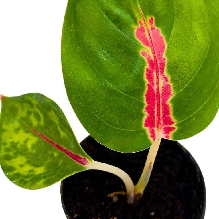 aglaonema white rain Aglaonema White Rain