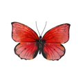 thumbnail image 1 of Eangee Home Design esh124 Papillon Décoration Murale Rouge &amp; Noir, 1 of 1