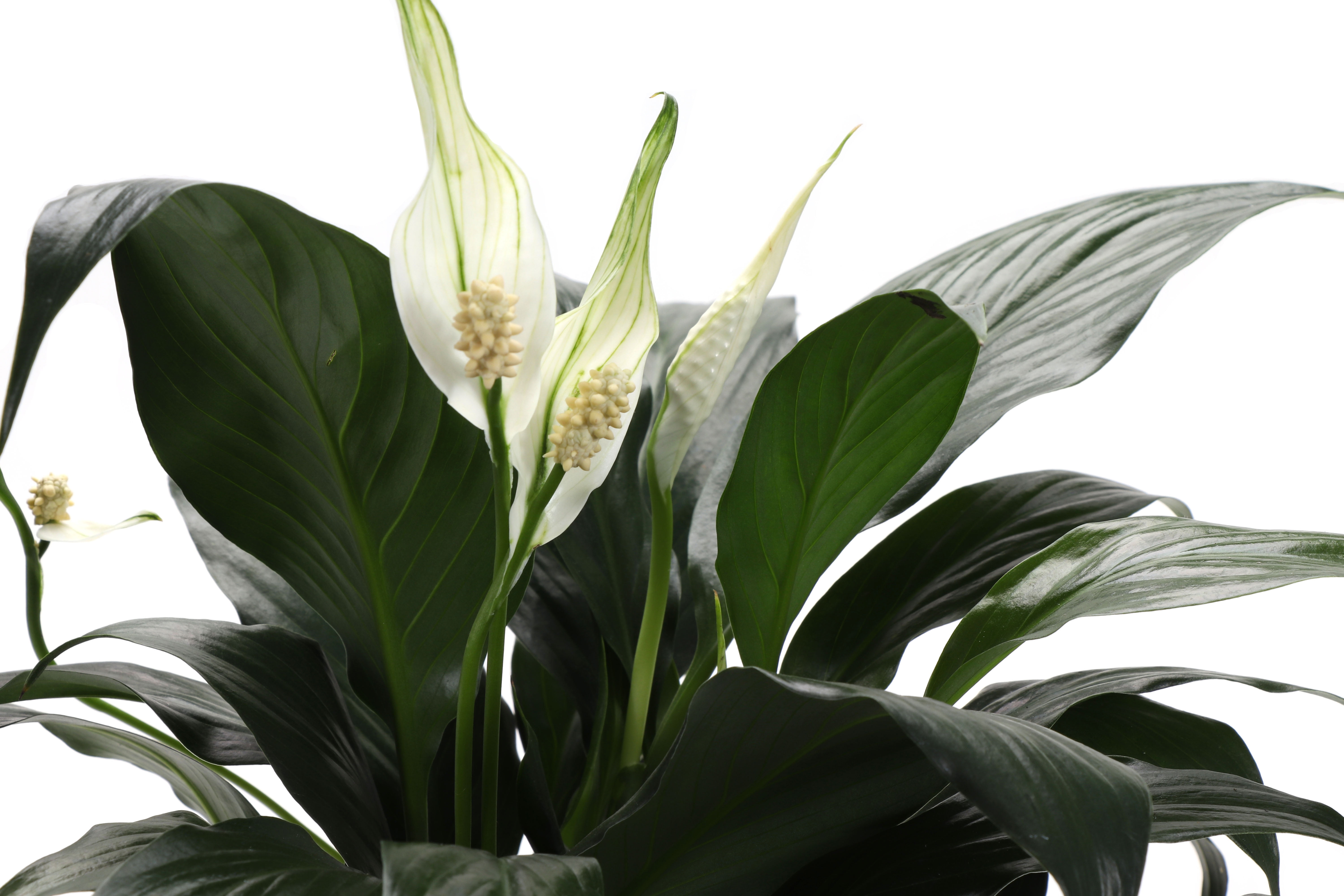Live Peace Lily Plant - 4" Decorative Eco Pot - Natural