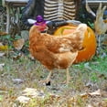 thumbnail image 5 of PRETXORVE Halloween Decoration, Acrylic Outdoor Scene Yard Art Simulated Chicken Decoration Courtyard Decoration Garden Double Sided Ground Insertion Board, 5 of 9