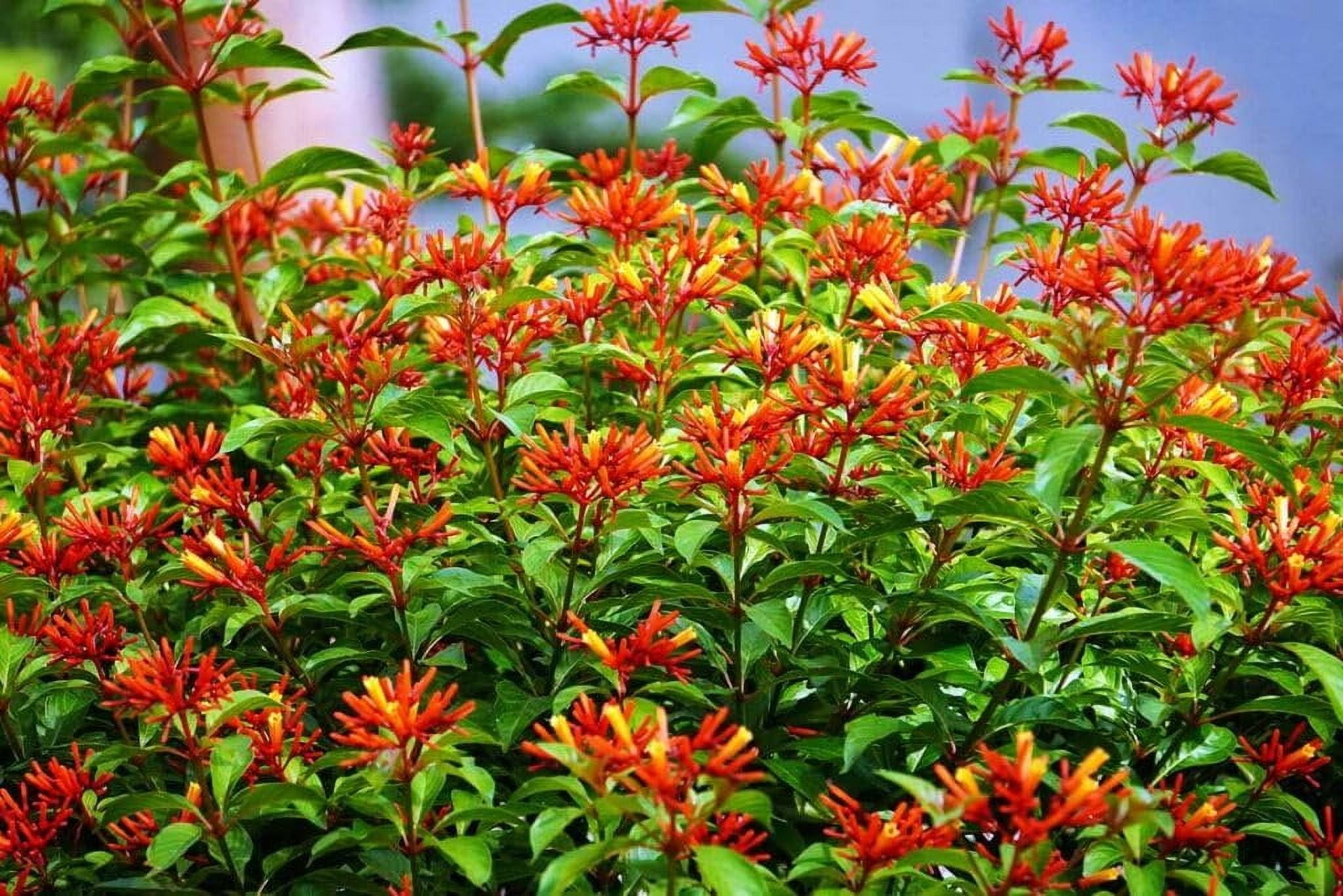Firebush Dwarf I 3 Live Plants I Hamelia Patens Compactal Vibrant Red-Orange Blooms, Low-Maintenance, Heat-Tolerant, Perfect for Small Gardens and Containers