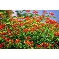 thumbnail image 6 of Firebush Dwarf I 40 Live Plants I Hamelia Patens Compactal Vibrant Red-Orange Blooms, Low-Maintenance, Heat-Tolerant, Perfect for Small Gardens and Containers, 6 of 9