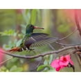 thumbnail image 3 of Fitzharris, Tim 18x15 Black Modern Framed Museum Art Print Titled - Hovering Male Rufous Tailed Hummingbird, 3 of 5
