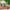 Green, variant on PEEIUO Green Decorative Stones, 100g