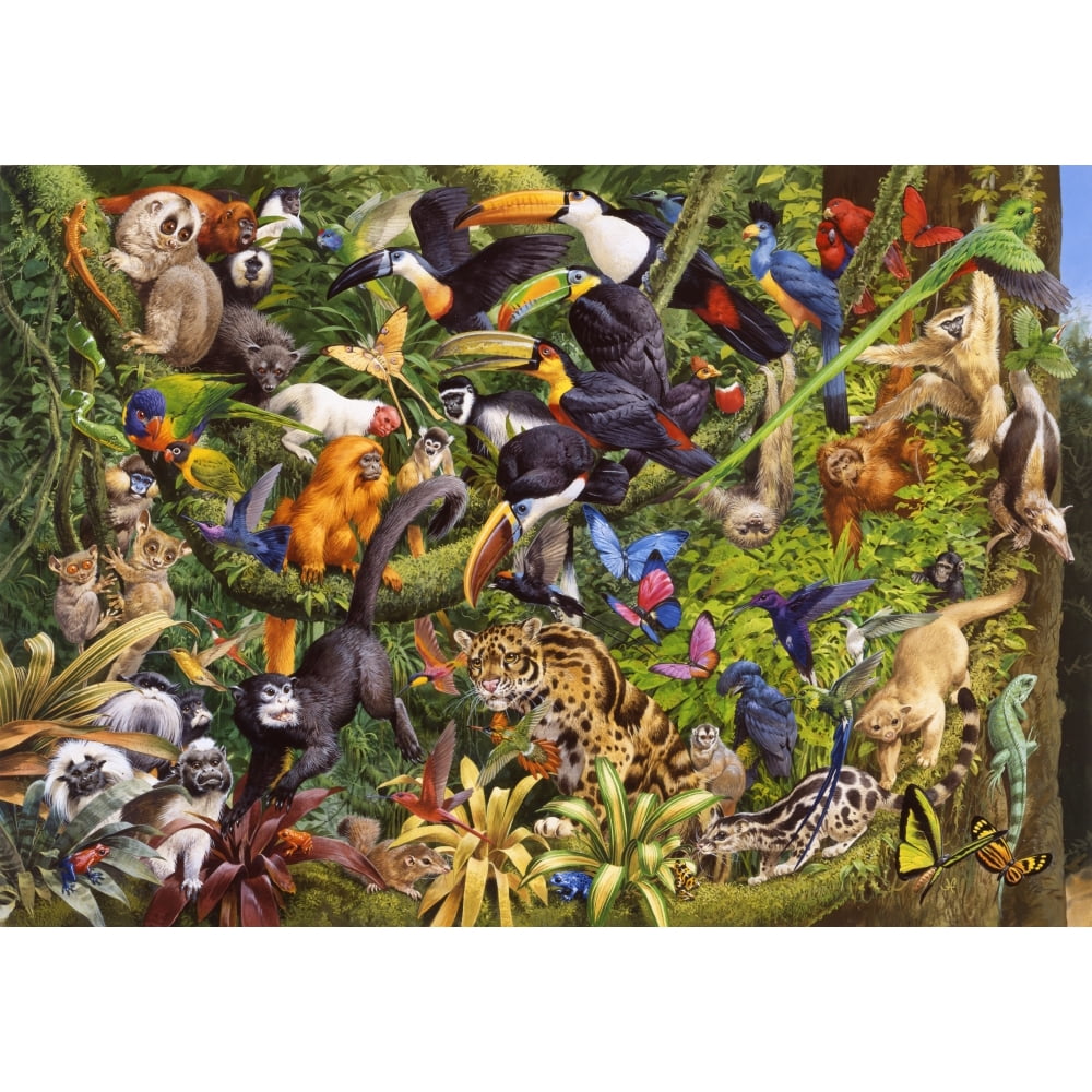 Tropical Rainforest Poster Print by John Francis - Walmart.com