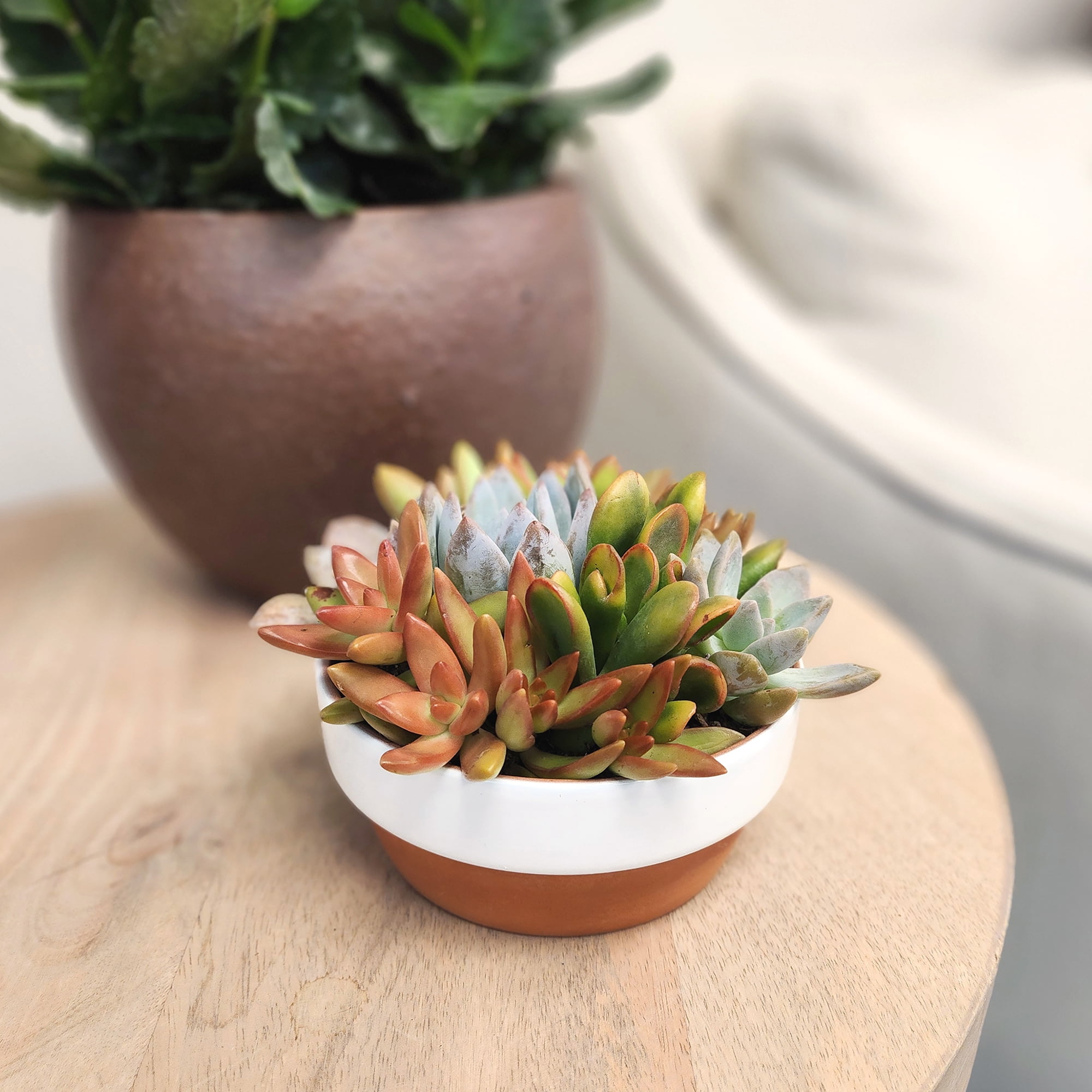 Element Live Succulents Garden Decor, 5" White Rim Clay Plant Gift, Easy Live Plants, Full Sun