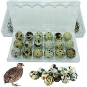 NWQuailFarm JUMBO Quail Eggs Cartons – 25/50/100 Pack - Holds 18 (3x6) Larger Quail Egg - Designed to hold Coturnix Jumbo Quail Eggs (100 Pack)