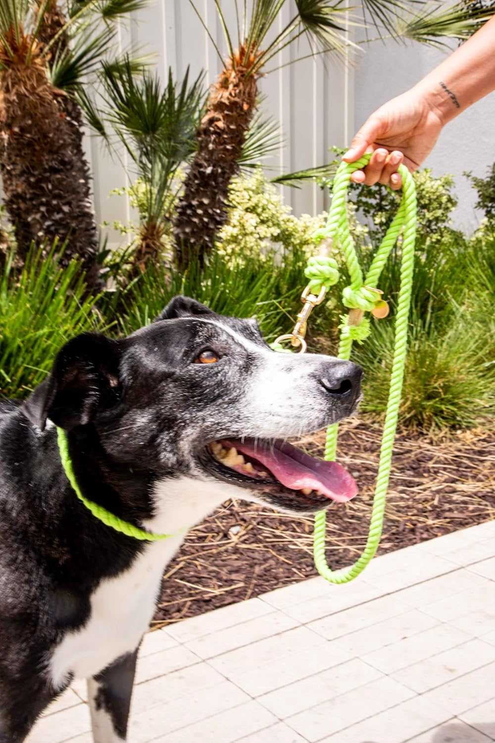 Lime Green Boho Chic Style Dog Leash - Glow Pups