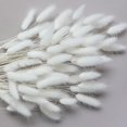 thumbnail image 3 of 120 Sticks Dried Bunny Tail, White Bunny Tail, Natural Bulk Dried Flowers for Diy Bohemian Wedding Rustic Party Decorations, Home Vase Decorations, Wreaths, Birthday Cake Decorations.(White), 3 of 11