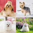 thumbnail image 5 of Lazos para el pelo para perros pequeños y bonitos, lazo pequeño con bandas de goma, productos para el cuidado de mascotas, lazos para el pelo, accesorios para el cabello, 5 of 5
