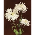 thumbnail image 2 of Kazumasa, Ogawa 26x32 Gold Ornate Wood Framed with Double Matting Museum Art Print Titled - Chrysanthemum, 2 of 4