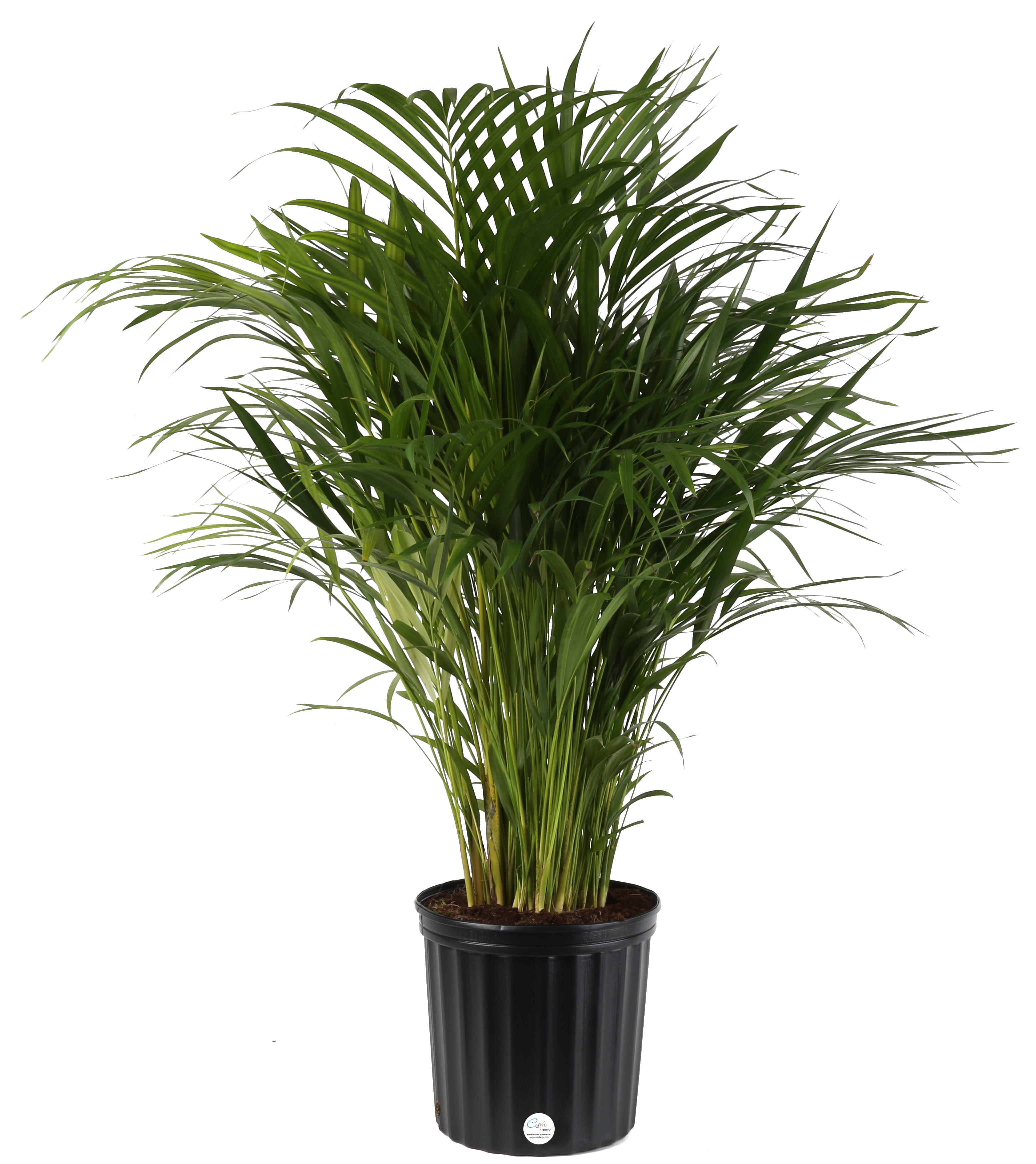Costa Farms Live Indoor 3ft Tall Areca Palm Tree 10in Grower Pot