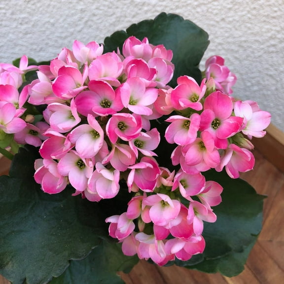 Kalanchoe-Blooming Assorted-Vibrant Houseplant  4" Pot (Pack of 4)