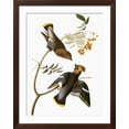 thumbnail image 2 of Art.com Audubon: Waxwing Giclee Print by John James Audubon, Brown Frame Wall Art, 32" x 40", 2 of 4