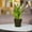 Black-gold/Black, variant on DecoPots - 3 Pack - 5.3 Inch - Self Watering Planter - Indoor Flower Pot for All House Plants, Flowers, Herbs Diameter 5.3", Transparent
