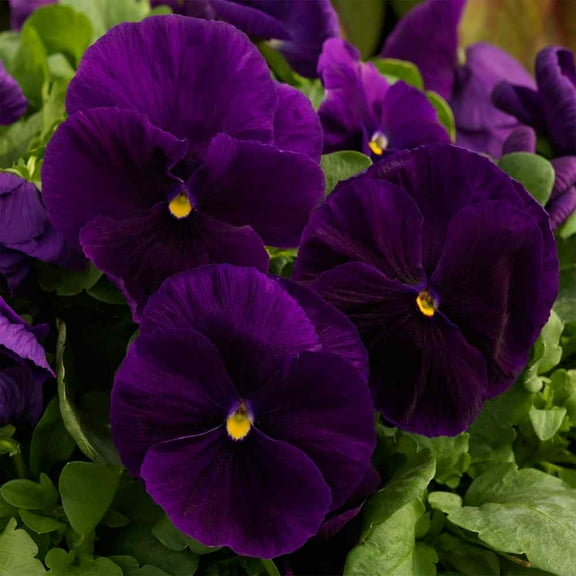 Outsidepride Pansy Majestic Giants II Clear Purple - 100 Seeds