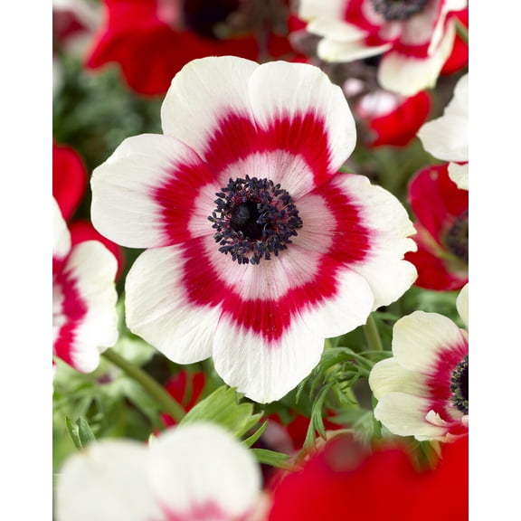 Duet (bicolor) Anemone - Windflowers - 15 Bulbs - 8/  cm