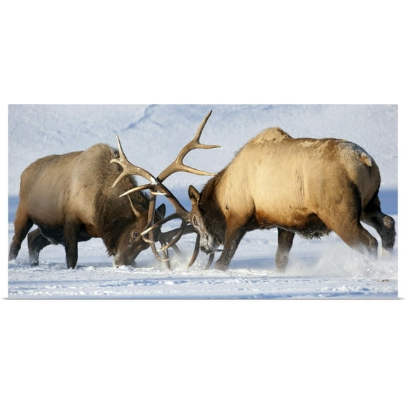 Great BIG Canvas | Rolled Doug Lindstrand Poster Print entitled Roosevelt elk fight during rut season, Alaska Wildlife Conservation Center