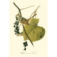 thumbnail image 3 of Audubon, John James 13x18 Black Modern Framed Museum Art Print Titled - Audubons Finch, 3 of 5