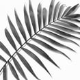 thumbnail image 2 of Jensen, Mia 20x20 Gold Ornate Wood Framed with Double Matting Museum Art Print Titled - Palm Black and White II, 2 of 4